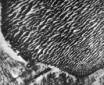 Фото, снятое станцией Маринер-9, - плоское дно одного из кратеров, занесенное песком. 
Но песок лежит не ровным слоем, а складками, барханами, дающими тени. 
Поэтому такой песок выглядит темнее окружающих голых скал.